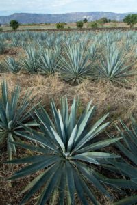 Agave syrup is a possible "healthy sugar" alternative, however it's consumption should be limited. This sweetener comes from the agave cactus which is a native plant of Mexico.